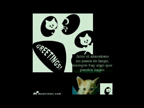 Gatitos Rescatados Los Cuidamos,Vacunamos, Desparasitamos y esterilizamos para darlos en Adopción. (Facebook Geetings Rescatador Cat