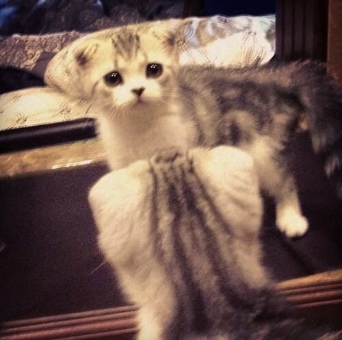 I am Taylor's special cat.