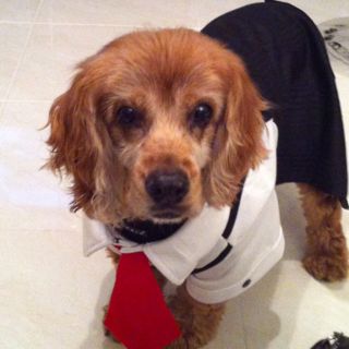Online pet boutique we offer birthday cakes with your pet's name, dresses, T-Shirts, coats, sweaters, wedding apparel, costumes, toys and more!