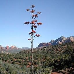 SonoranLight's profile picture. Sedona soul coach and transformational guide. Alchemical elixir maker. Providing you cutting edge tools to assist you in becoming more of who you really are!