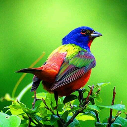 ChyKnet's profile picture. 