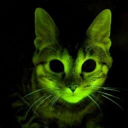 T'as entendu parler de moi tu m'as direct kiffé
Je suis un chat insouciant et vert.