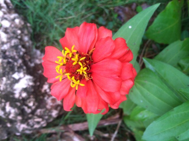 Jardineria Nathalia Tel.: 809.766.4164 
Mantenimiento de Jardin, Ventas de Tarros y Abono.