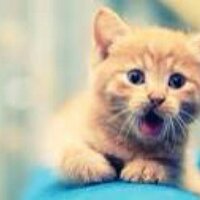 Cute Animals (@cuddlycutepets) 's Twitter Profile