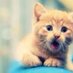 Cute Animals (@cuddlycutepets) Twitter profile photo Cute Animals (@cuddlycutepets) Twitter profile photo