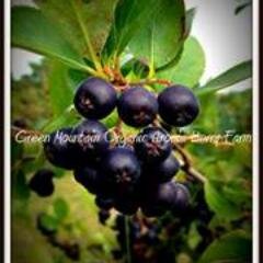 Iowa Organic Aronia Berry 7 Generation Farm~ Sold Frozen Year Round by the LB or Pick your Own in Late August~Finest Hand Picked Berries on the Market..