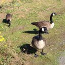 Greg Reilly - @gregsreilly - Twitter