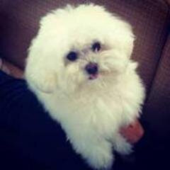Perfil oficial do cachorro desejado por todas as Luanetes. Atualizado pelo próprio cãozinho e seu departamento de marketing.
