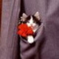 stepeloddes Profile Picture