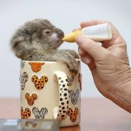 emperorkoala Profile Picture