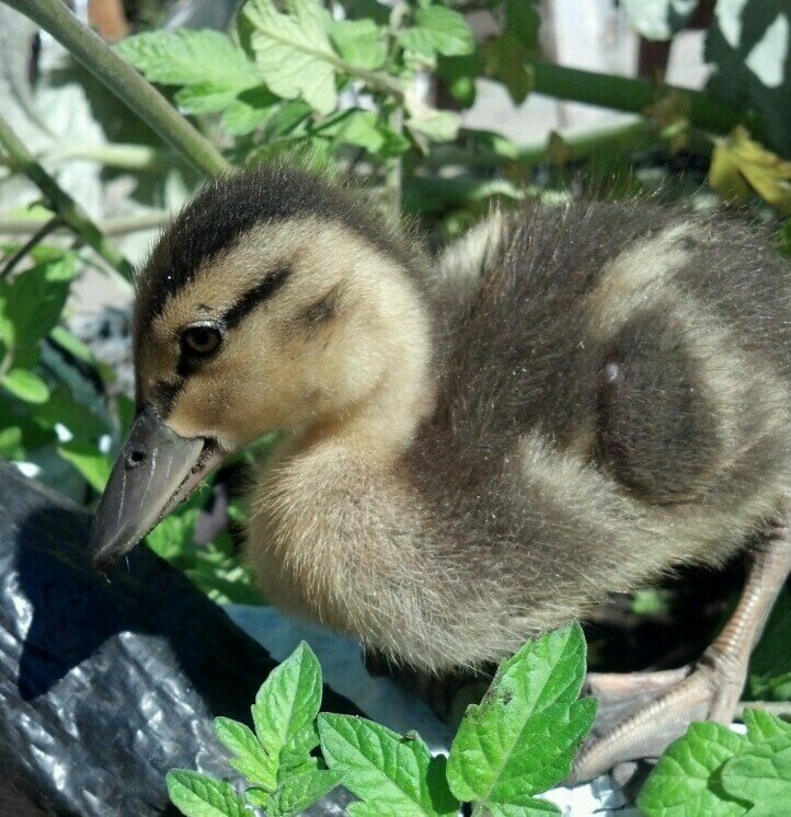 I'm a duck. I was born as an egg  in a bucket on a boat and hatched by a chicken.