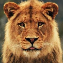 renanbraga93's profile picture. Olá = )