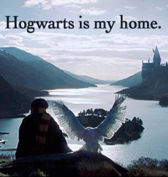 free follow from @hp_things