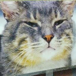 BklynCurmudgeon's profile picture. Supporter of KittyKind, Inc. - Against BBQing in Brooklyn. ~ Unless I'm posting about cats, otters, capybaras, sloths, etc. I'm trying to be snarky and amusing.