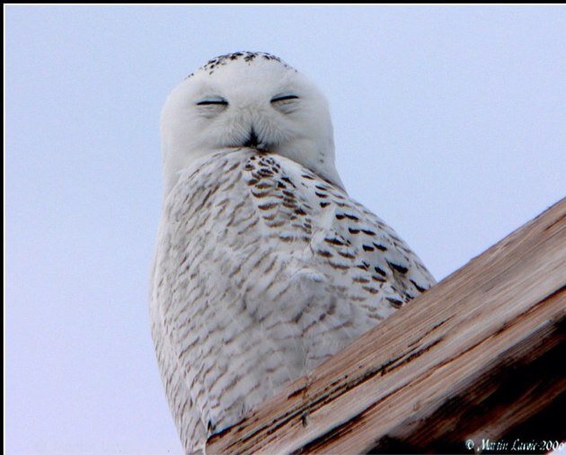 MLavoie68's profile picture. Voyageur qui aime le Québec et ses régions.