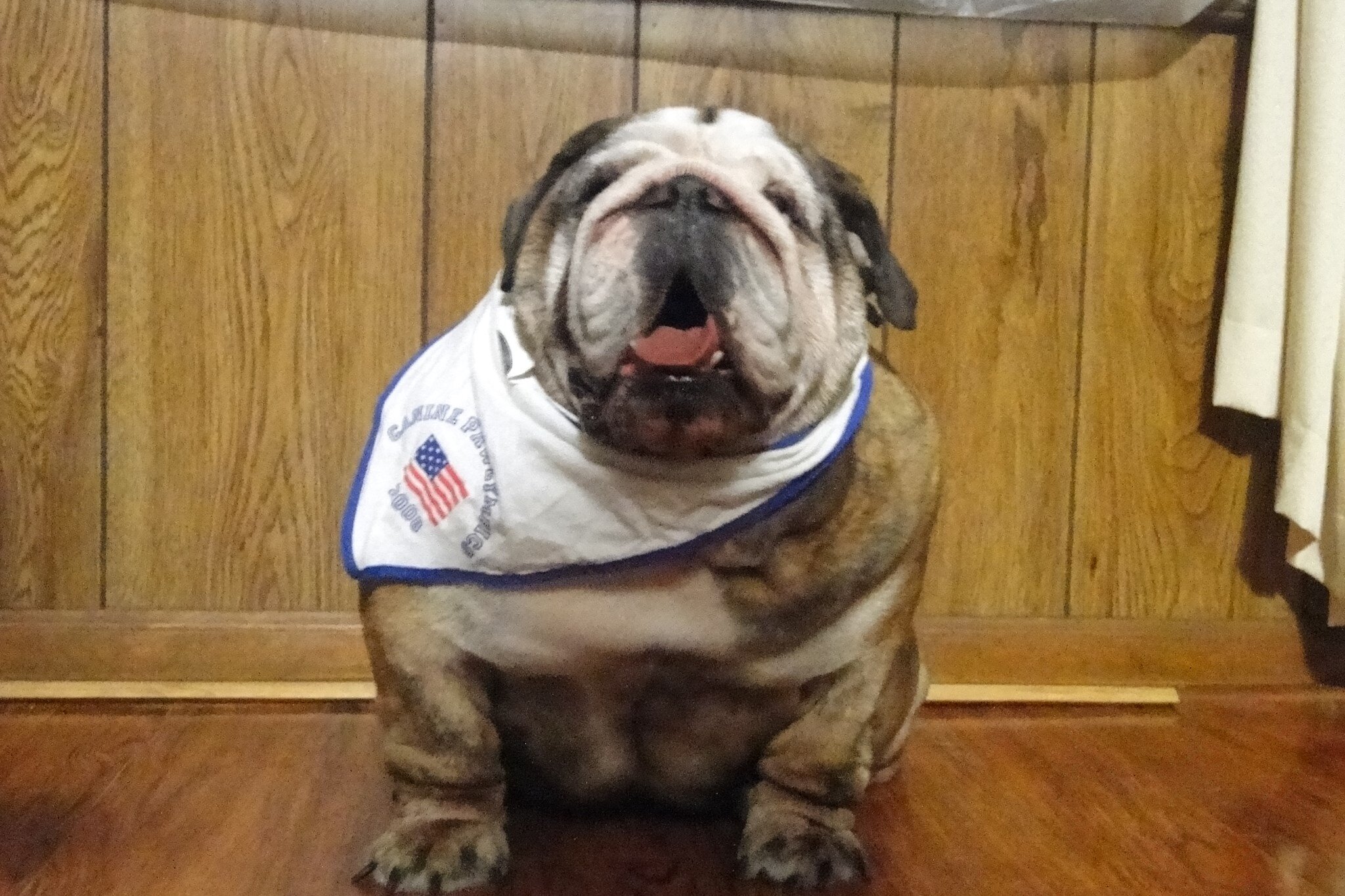 Josephi0811's profile picture. From the United States. Virginia. Josephine. I'm a 5 year old English Bulldog. August 11.