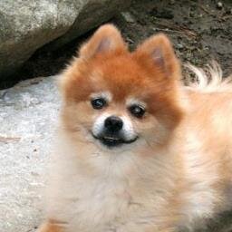 calculus and statistics professor yoga and treadmill aficionado love to dance to disco and funk circa late '70s-'80s love my Pomeranians!!