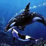 freeskiing0095's profile picture. 