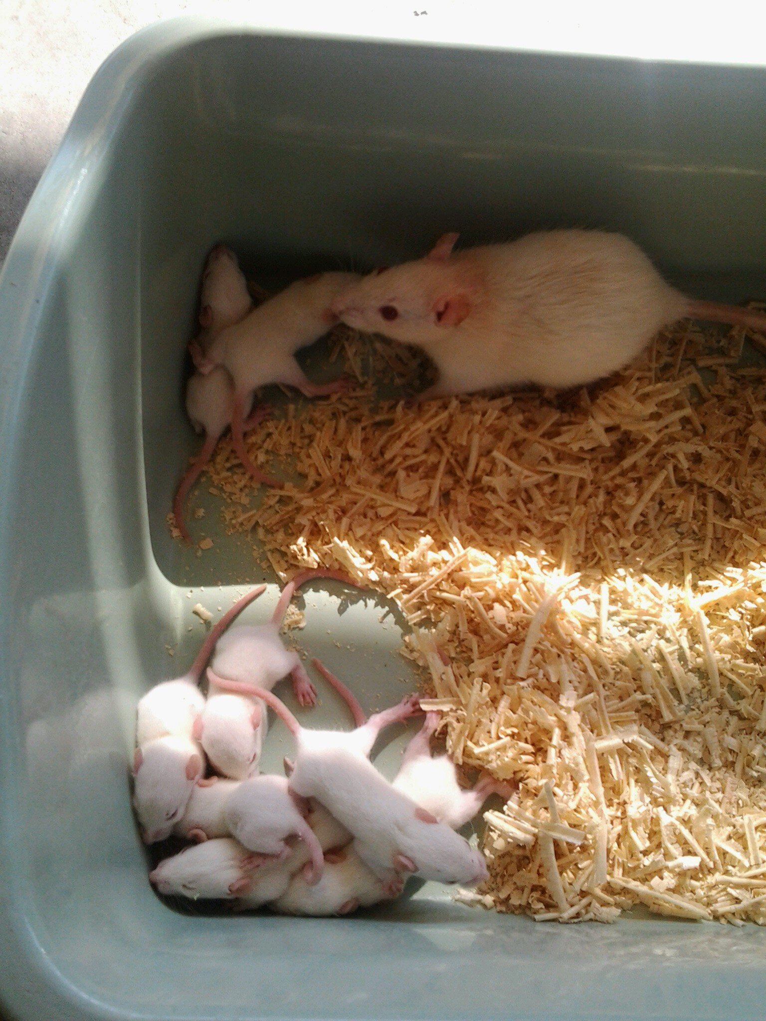 usaha ternak tikus putih dan mencit untuk skripsi dan riset. kontak: 085252221451, bbm : 765E2002