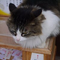 happymissy (@miyagawa_mah3) Twitter profile photo