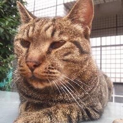 Nana ライザップの新cm動画 猫 生島ヒロシ 香取慎吾 赤井英和 Etc 俺のライザップ T Co Nyulqwundm 俺のライザップさんから