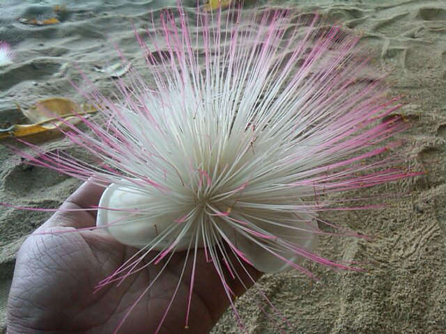 SinggihSone's profile picture. 