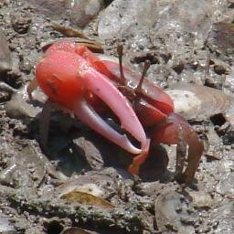 RedFiddlercrabs's profile picture. 