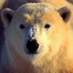 Когда слон попадет в загон, его и летучая мышь готова дубиной бить