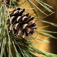 Pinewood Counselling (@pinewoodc) Twitter profile photo