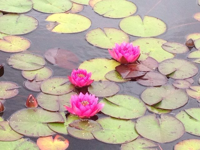 iryna_pira's profile picture. 