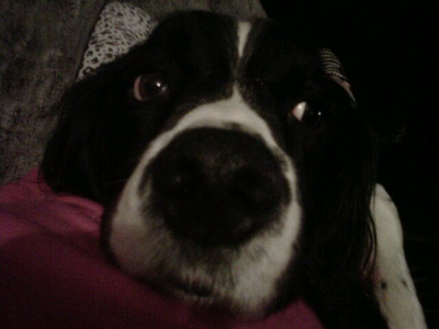 I am a 7 year old Springer Spaniel who loves getting up to mischief. I love my kids and stealing their toys and shoes. I love everybody x