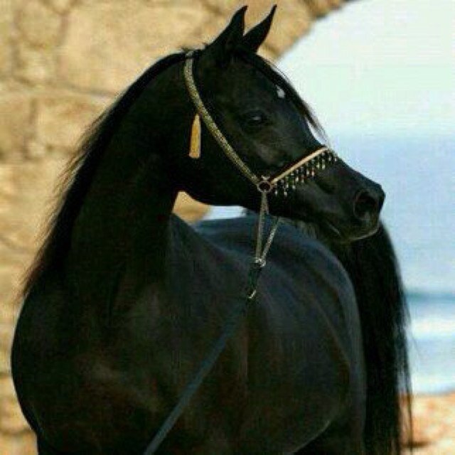 سبحان الله وبحمده , سبحان الله العظيم ..