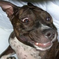 Sander Cohen (@sandercohen76) Twitter profile photo