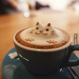 nekozakka1's profile picture. 猫好きによる猫好きのためのアカウント(=^ω^=)可愛すぎる猫雑貨、猫動画、猫画像などをどんどんご紹介☆彡
猫lover集まれー！(❤´◕ω◕)ﾉﾞ