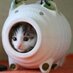 やぎーのアイコン