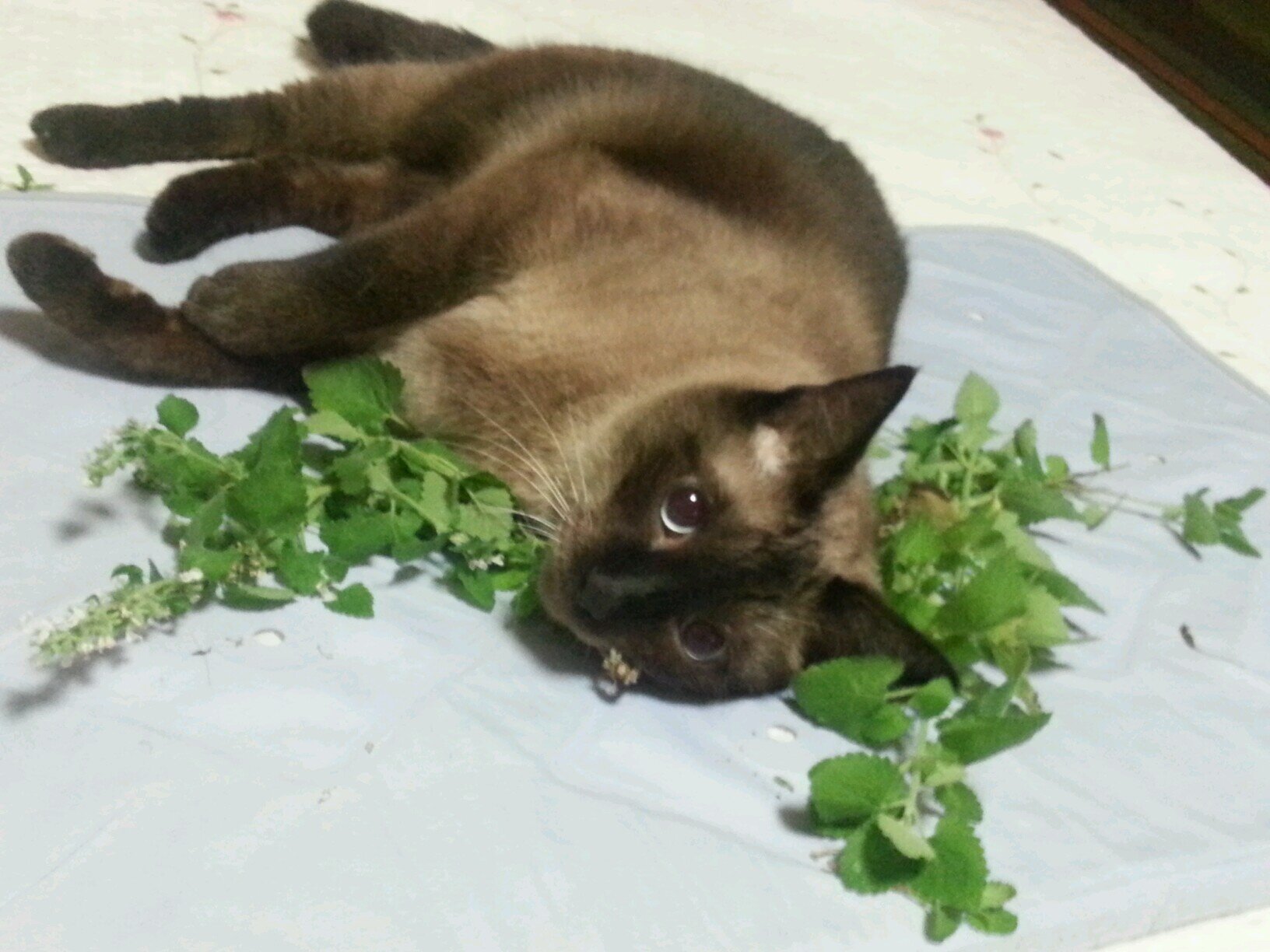 ibbuibbuay's profile picture. 