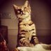 Tallulah (@tallulah_cat) Twitter profile photo