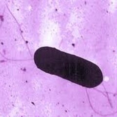 UEMicrobiologia's profile picture. 