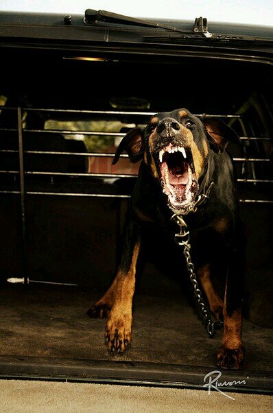 I'm Brutus. A big black Rottweiler living in the Dark forest. I show gratitude to @Tigerstar_ for helping me and taking me in