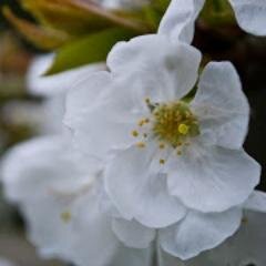 SergeTahe's profile picture. 