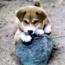 タロちゃん