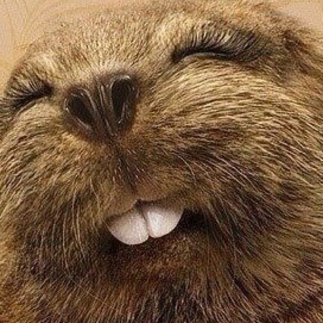 LiSirui's profile picture. 