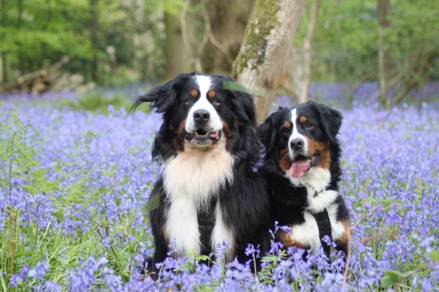 Farmers daughter and animal lover, married a Royal Marine travelled the world, fallen in love with Bernese. settled in Wales ... life is good