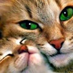 Animals lovers helping against the airgun shootings of cats in West Lothian Scotland!