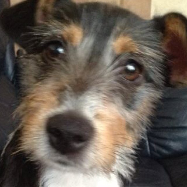 Follow me if youlike dogs and espetioly jack russells asda beano bsb wsb motogp