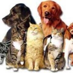 Fanatico Ultra de las mascotas. Nuestras mascotas no se han ido - Hasta que se olvidan