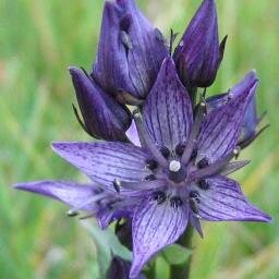 callophrys's profile picture. Ecologist, curious by nature and of nature!