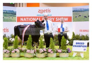 200 pedigree british friesians grazing in the waveney valley