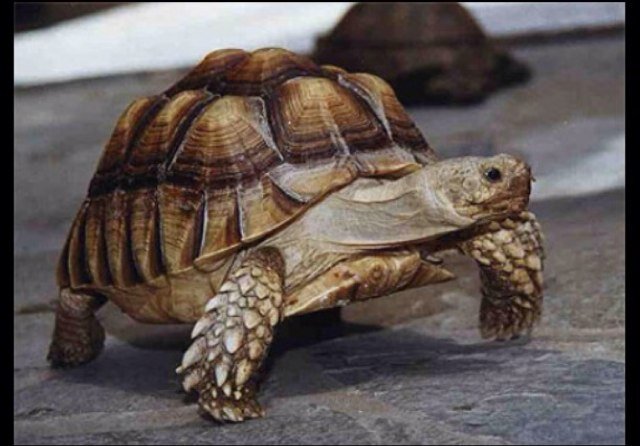 UsrsC's profile picture. We are the only registered charity in southern BC dedicated to rescue exotic animals & public education about animals, the natural world, & conservation issues.