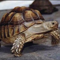 Urban Safari Rescue (@usrsc) Twitter profile photo
